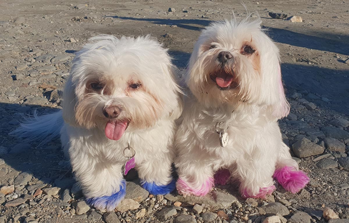 two cute dogs on beach