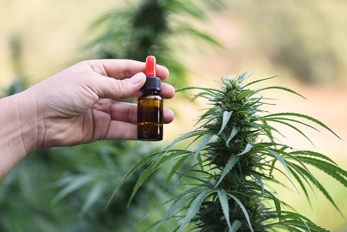 cannabis sativa flower and bottle