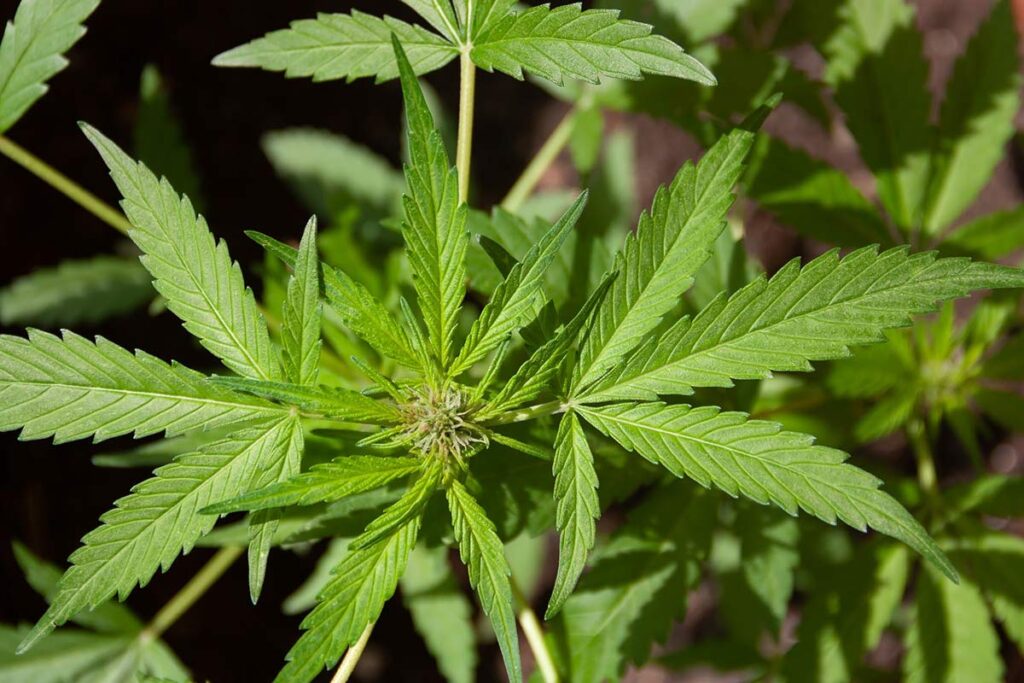 El cannabis es una planta que se utiliza desde hace miles de años